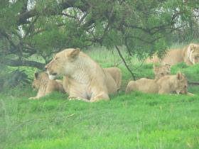 lions