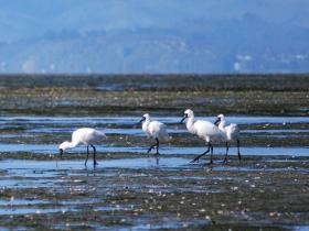 Royal Spoonbills foraging on the intertidal flats