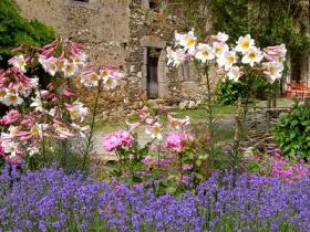 Lilies in a neighbour's garden at Les Jinch�res.