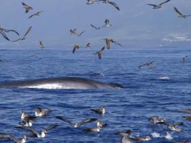 Surfacing, the largest animal on the planet