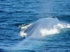 A blue whale surfaces