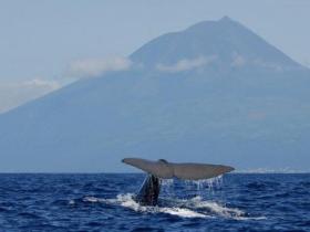 A sperm whale dives in the Azores