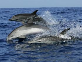 Bottlenose dolphins