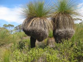 Grass trees