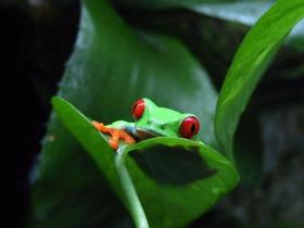 Amazon wildlife conservation project, Peru
