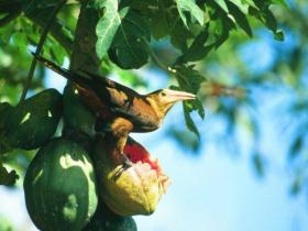 Oropendola