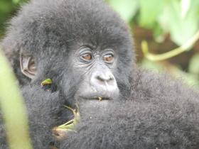 the rare mountain gorilla in Bwindi Impenetrable National Park