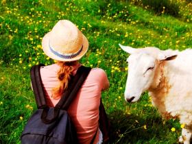 Relaxing with our tame sheep!