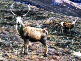 Red Deer