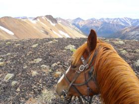 Cowgirl's Vantage Point