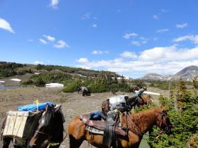 Pack horses during a rest