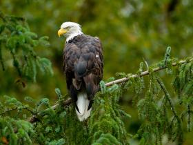 Bald Eagle