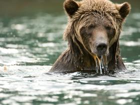 British Columbia bear watching holiday