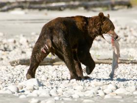 Grizzly bear wins a fish