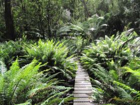 Graded track through the rainforest along the South Coast Track