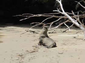Seal on the beaches along the South Coast Track