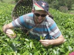 Picking tea