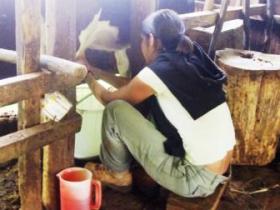 Milking