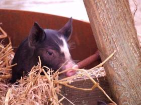 Cheeky piggie at our Frost Fair