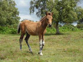 A New Forest foal