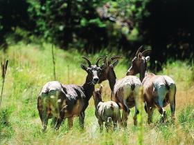 Big horn sheep - Middle Fork of the Salmon River, Idaho, USA