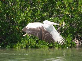Flying on the River