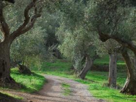 The olive grove
