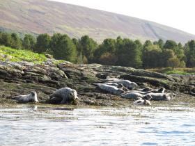 Common Seal colony, Burnt Islands
