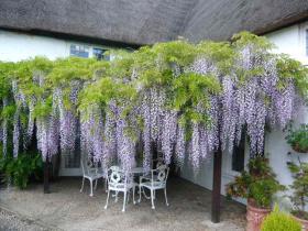 Wisteria in full bloom (mid May)