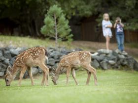 Wildlife on the Rogue River, Oregon, USA