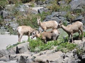 Wildlife on the Salmon River, Idaho, USA