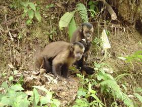 Brown Capuchin monkeys