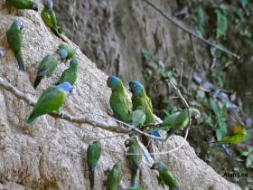 Macaws