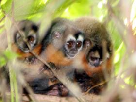 Monkeys of Manu