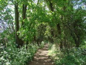 Shaded footpath along the route
