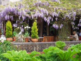 Wisteria on The Terrace