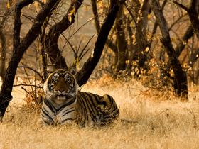 Wildlife family adventure in India