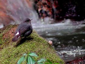 Plumbeous Water Redstart (female), Bhutan