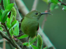 Green-tailed Sunbird  (female), Bhutan
