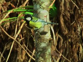 Green backed Tit, Bhutan