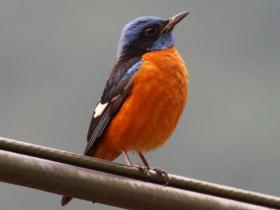 Blue-capped Rock Thrush, Bhutan