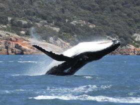 Spot whales in Freycinet
