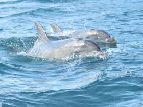 Or maybe dolphins!