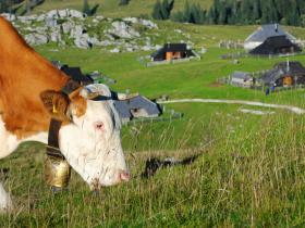 Alpine pasture