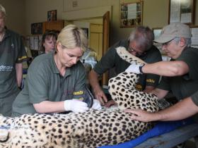 Big Cat Health Check-up