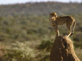 Namibia Big Cat conservation