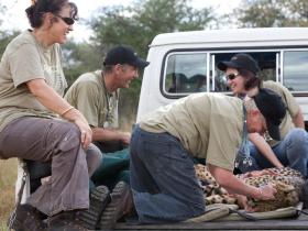 Hands-on cheetah conservation