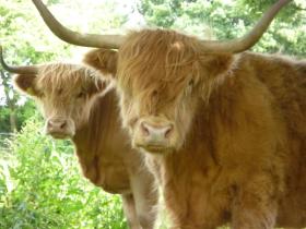 The highland cattle