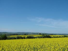 Rape flowering in June