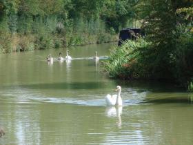 Swans on the canal